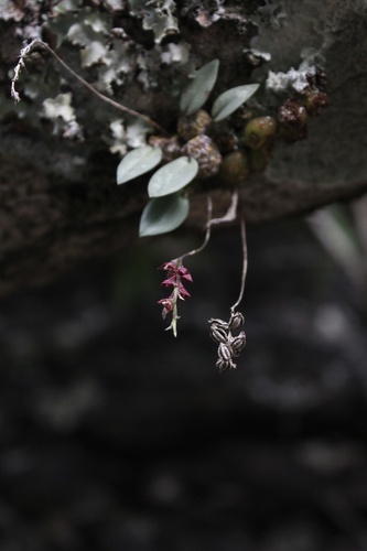 Bulbophyllum ciluliae