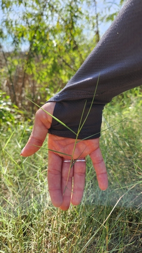 iNaturalist observation photo of grasses