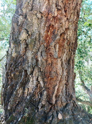 Quercus × morisii