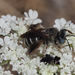 Enigmatic Mining Bees - Photo (c) Timofey Levchenko, all rights reserved, uploaded by Timofey Levchenko