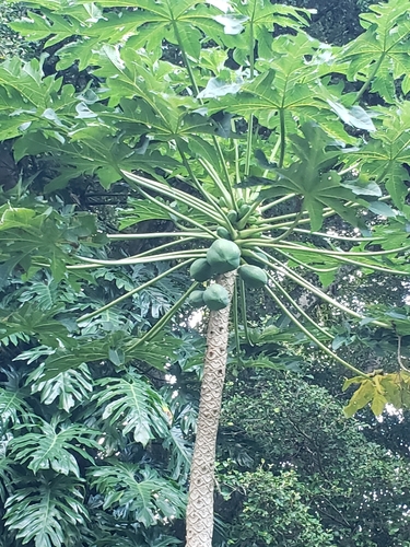Carica papaya - Whole tree