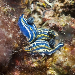 Tricolored Felimare
