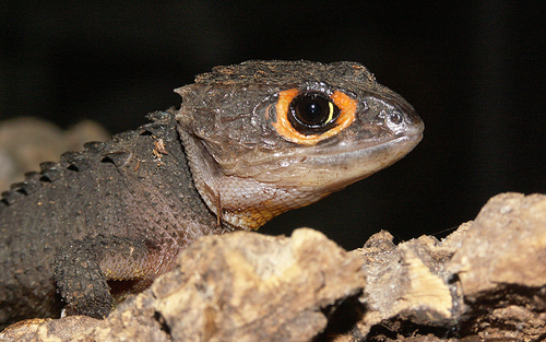 Helmet Skinks (Genus Tribolonotus) · iNaturalist