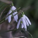 Galanthus reginae-olgae reginae-olgae - Photo (c) konstantinospatsakis, all rights reserved, uploaded by konstantinospatsakis