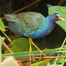 Purple Gallinule - Photo (c) Jake Scott, all rights reserved, uploaded by Jake Scott