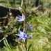 Leafy Sun Orchid - Photo (c) Stuart Mitten, all rights reserved, uploaded by Stuart Mitten