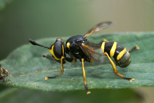 Conops flavipes Linnaeus, 1758
