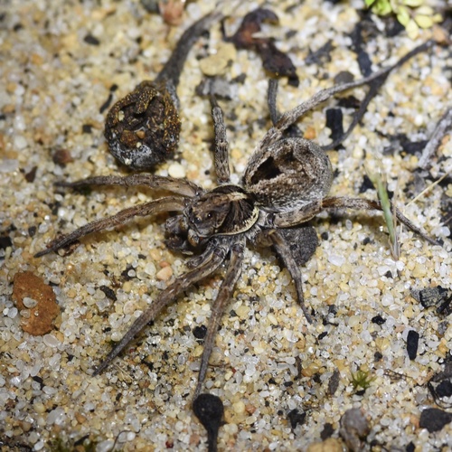 Western Variable Wolf Spider