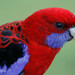Southeastern Crimson Rosella - Photo (c) KristenM, all rights reserved, uploaded by KristenM