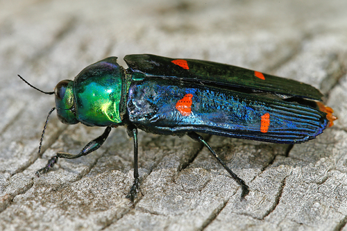 Conognatha bifasciata · iNaturalist