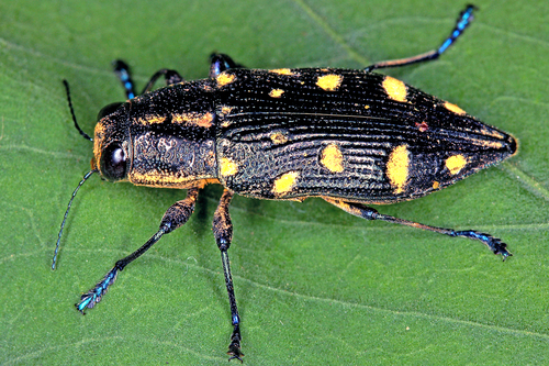 Género Halecia · iNaturalist Mexico