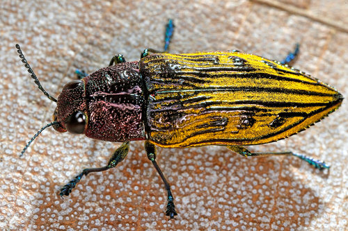 Halecia ignicollis · iNaturalist