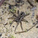 Western Variable Wolf Spider - Photo (c) Suzanne and Jim, all rights reserved, uploaded by Suzanne and Jim