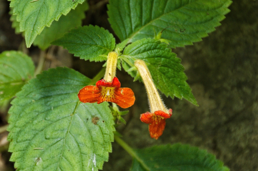 Achimenes antirrhina from Tapalpa, Jal., México on September 15, 2022 ...