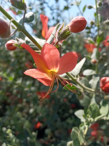 Cat's claw
