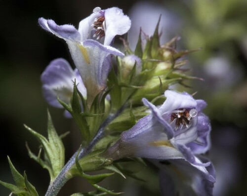 Euphrasia arguta