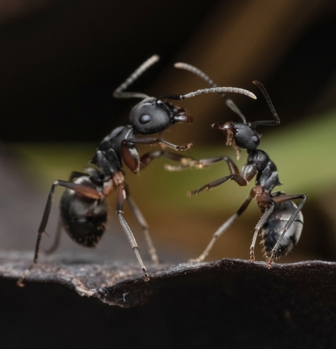 Polyrhachis exercita (Walker, 1859)
