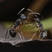 Polyrhachis exercita - Photo (c) awayk3n, all rights reserved, uploaded by awayk3n