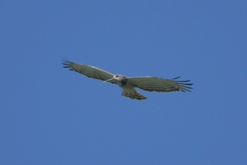 Beaudouin's Snake-Eagle