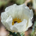 Sonoran Pricklypoppy - Photo (c) BJ Stacey, all rights reserved
