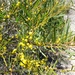Acacia cupularis - Photo (c) Pam Quick, όλα τα δικαιώματα διατηρούνται, uploaded by Pam Quick