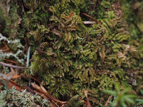 Mylia verrucosa