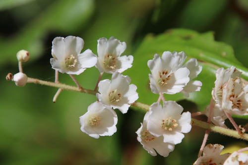 Lily of the Valley Tree