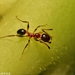 Indian Big-headed Ant - Photo (c) Uday Tarphe, all rights reserved, uploaded by Uday Tarphe