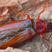Narrow-waisted Bark Beetle - Photo (c) amoorehouse, all rights reserved, uploaded by amoorehouse