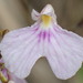Delicate Violet Orchid - Photo (c) Rudy Gelis, all rights reserved, uploaded by Rudy Gelis