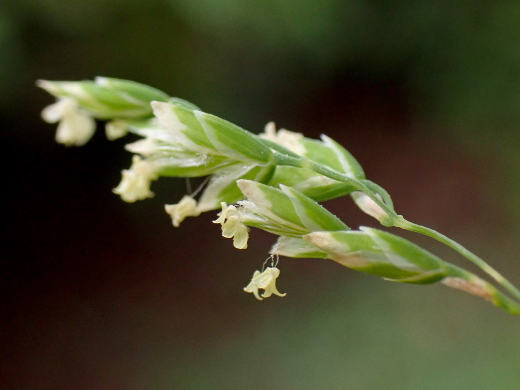 Annual Meadow-grass (Poa annua) · iNaturalist