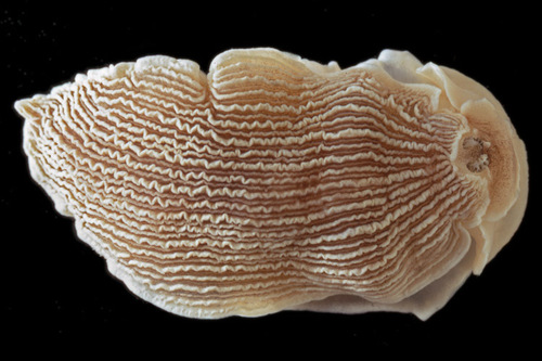 Striped Nudibranch