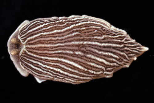 Striped Nudibranch