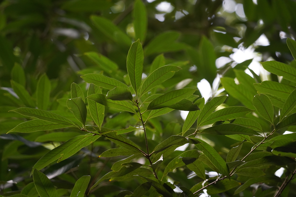 Lithocarpus fenestratus (Lithocarpus fenestratus)