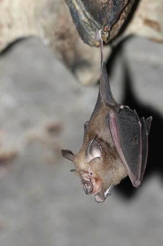 Thailand Horseshoe Bat (Rhinolophus thailandensis) — Least Concern Mammalia