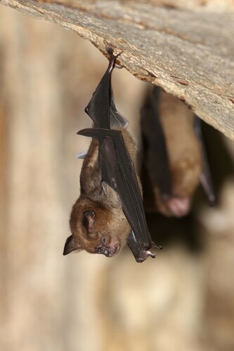 Hipposideros pendleburyi · iNaturalist