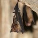 Pendlebury's Roundleaf Bat - Photo (c) Carlos N. G. Bocos, all rights reserved, uploaded by Carlos N. G. Bocos