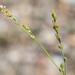 Boerhavia spicata - Photo (c) BJ Stacey, כל הזכויות שמורות