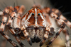 Lynx Spiders - Photo (c) Frederik Leck Fischer, all rights reserved, uploaded by Frederik Leck Fischer