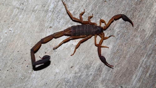 Centruroides nigrimanus