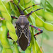 Giant Mesquite Bug - Photo (c) BJ Stacey, all rights reserved
