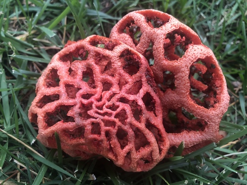 red-cage fungus