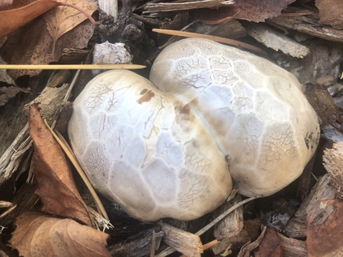 red-cage fungus