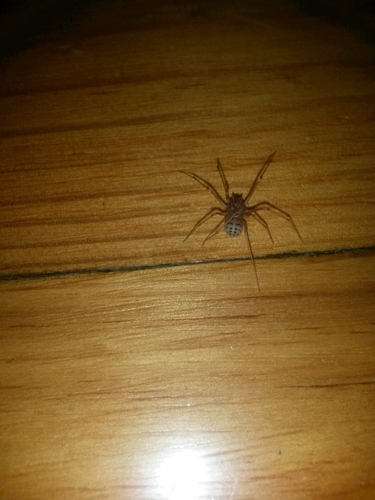 Scytodes perfecta · iNaturalist