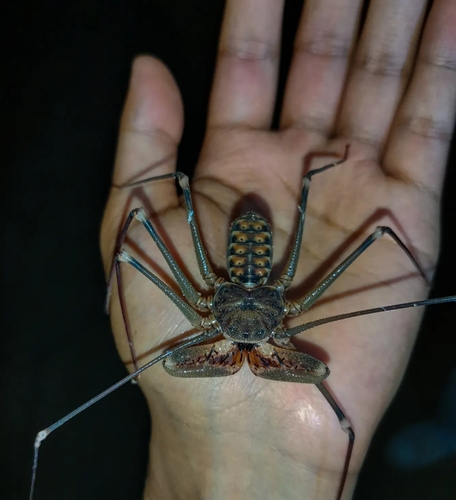 Acanthophrynus coronatus