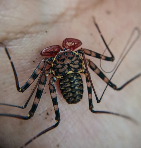 Phrynus operculatus