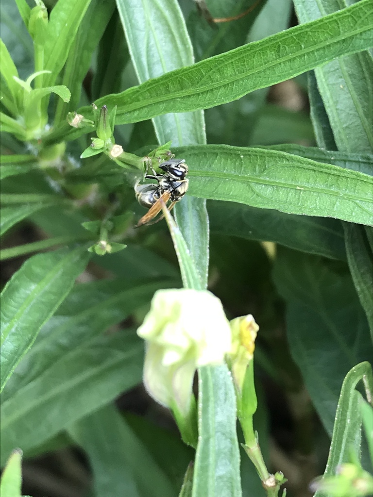 Mexican Honey Wasp from The Alamo, San Antonio, TX, US on September 2 ...