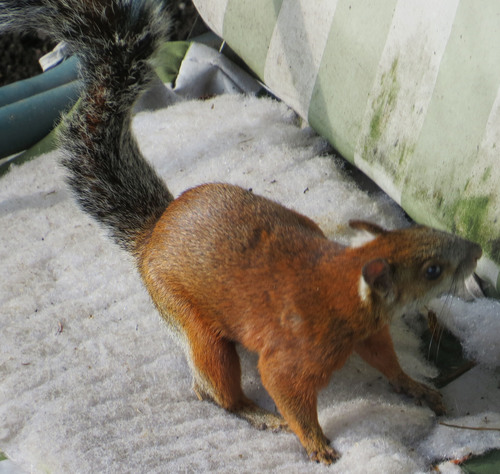 Red-bellied Squirrel