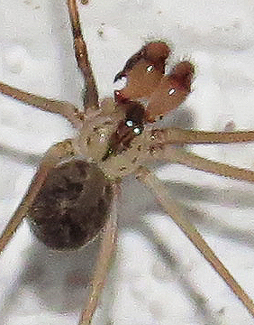 Physocyclus dugesi