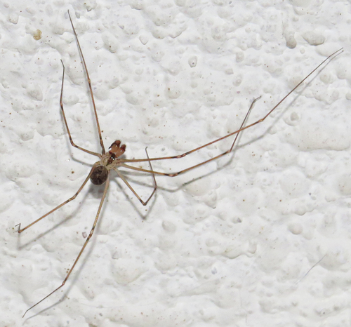 Physocyclus dugesi